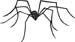 Longlegs spider