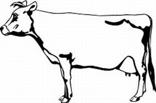jersey cow :: Cows and Horses decals :: ANIMAL DECALS :: Decals