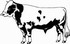 holstein friesian cow