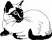 Siamese cat Cat 